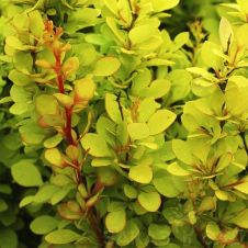 Барбарис Тунберга Torch d'Or (Торч Диор)С2 20-30 см