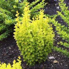 Барбарис Тунберга Torch d'Or (Торч Диор)С2 20-30 см