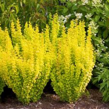 Барбарис Тунберга Torch d'Or (Торч Диор)С2 20-30 см