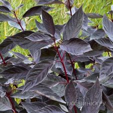 Дерен белый Nightfall (Найтфолл)