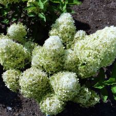 Гортензия метельчатая Magical Lime Sparkle (Меджикал Лайм Спаркл) С3