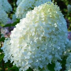 Гортензия метельчатая Minty Spirit (Минти Спирит)