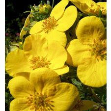 Лапчатка кустарниковая Hachmanns Gigant (Хакманс Гигант)