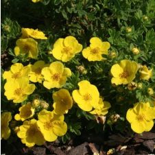 Лапчатка кустарниковая Hachmanns Gigant (Хакманс Гигант)