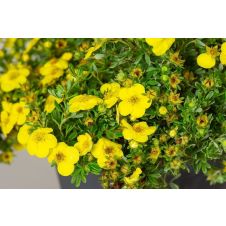 Лапчатка кустарниковая Hachmanns Gigant (Хакманс Гигант)