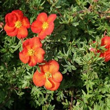 Лапчатка кустарниковая Marian Red Robin (Мариан Ред Робит) С3