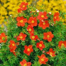 Лапчатка кустарниковая Marian Red Robin (Мариан Ред Робит) С3