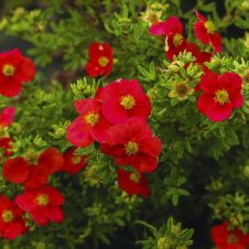 Лапчатка кустарниковая Marian Red Robin (Мариан Ред Робит) С3