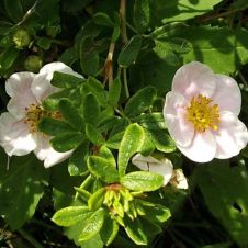 Лапчатка кустарниковая McKays White (МакКейс Вайт)