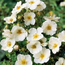 Лапчатка кустарниковая McKays White (МакКейс Вайт)