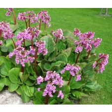 Бадан гибридный Ротблюм С3