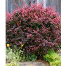 Барбарис Тунберга Atropurpurea (Атропурпурея) С3