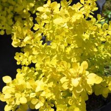 Барбарис Тунберга Golden Horizon (Голден горизонт) C2/3