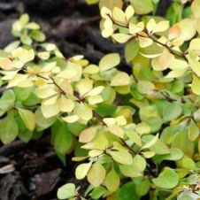 Барбарис Тунберга Golden Horizon (Голден горизонт) C2/3