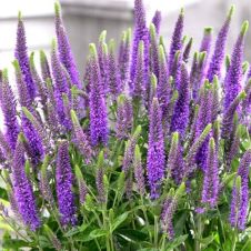 Вероника колосковая Атомик Ред Рей С1,5