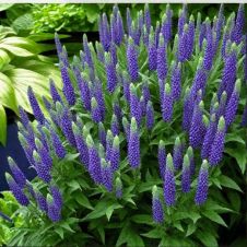 Вероника колосковая Улстер Дварф Блю С3