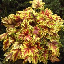 Гейхера Голден Зебра С3