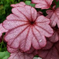 Гейхера Грейп Сода С2