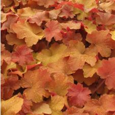 Гейхера Карамель С2