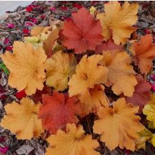 Гейхера Карамель С2