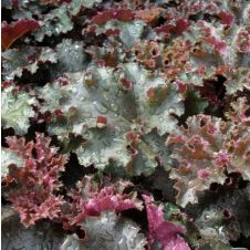 Гейхера гибридная Кримсон Керлс С2