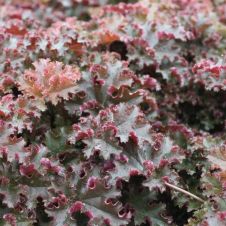 Гейхера гибридная Кримсон Керлс С2