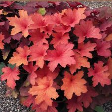 Гейхера Rio С2/3