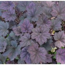 Гейхера гибридная Фростед Вайлет С2