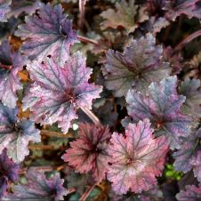 Гейхера гибридная Фростед Вайлет С2