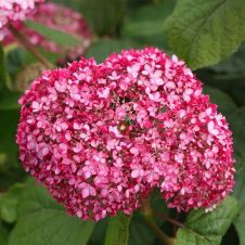 Гортензия древовидная Candybelle Sorbet (Кандибель Сорбет) С3