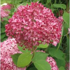 Гортензия древовидная Pink Annabelle (Пинк Аннабель) С2/3