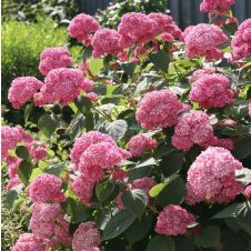 Гортензия древовидная Pink Annabelle (Пинк Аннабель) С2/3