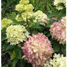 Гортензия метельчатая Bee Green (Би Грин) С3