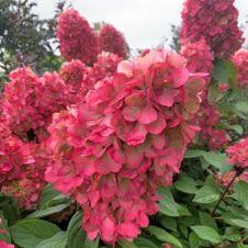 Гортензия метельчатая Bonfire C3