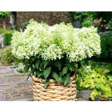 Гортензия метельчатая Гарденлайт XS-Лайт С3