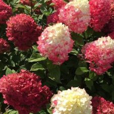 Гортензия метельчатая Gardenlights Redlight (Гарденлайт Редлайт) С3