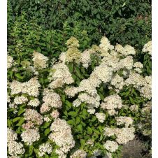 Гортензия метельчатая Grandiflora (Грандифлора) C3