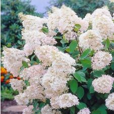 Гортензия метельчатая Grandiflora (Грандифлора) C3