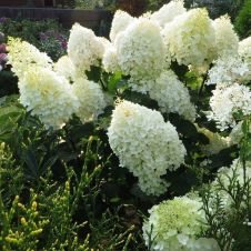 Гортензия метельчатая Dentelle de Gorron С2/C3