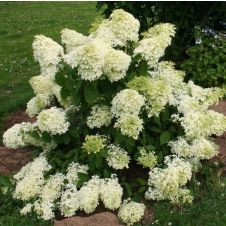 Гортензия метельчатая Dentelle de Gorron С2/C3