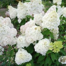 Гортензия метельчатая Diamantino (Диамантино) С2/3