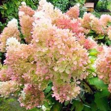 Гортензия метельчатая Diamantino (Диамантино) С2/3