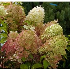 Гортензия метельчатая Perle de Festival (Жемчужина Фестиваля) С3