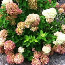 Гортензия метельчатая Perle de Festival (Жемчужина Фестиваля) С3