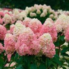 Гортензия метельчатая Limelight Prime (Лаймлайт Прайм) С3