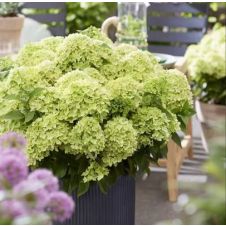 Гортензия метельчатая Little Apple (Литл Эппл) С3
