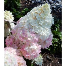 Гортензия метельчатая Magical Andes (Меджикал Андес) С3