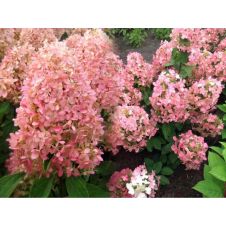 Гортензия метельчатая Magical Andes (Меджикал Андес) С3