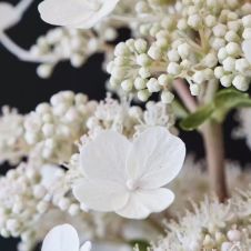 Гортензия метельчатая Magical Himalaya (Меджикал Гималаи) С3