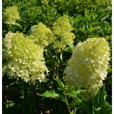 Гортензия метельчатая Magical Lime Sparkle (Меджикал Лайм Спаркл) С3